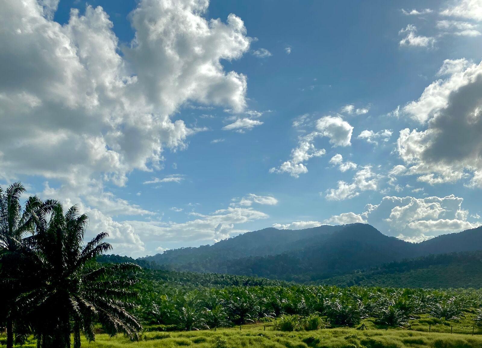 Palm Oil Plantation