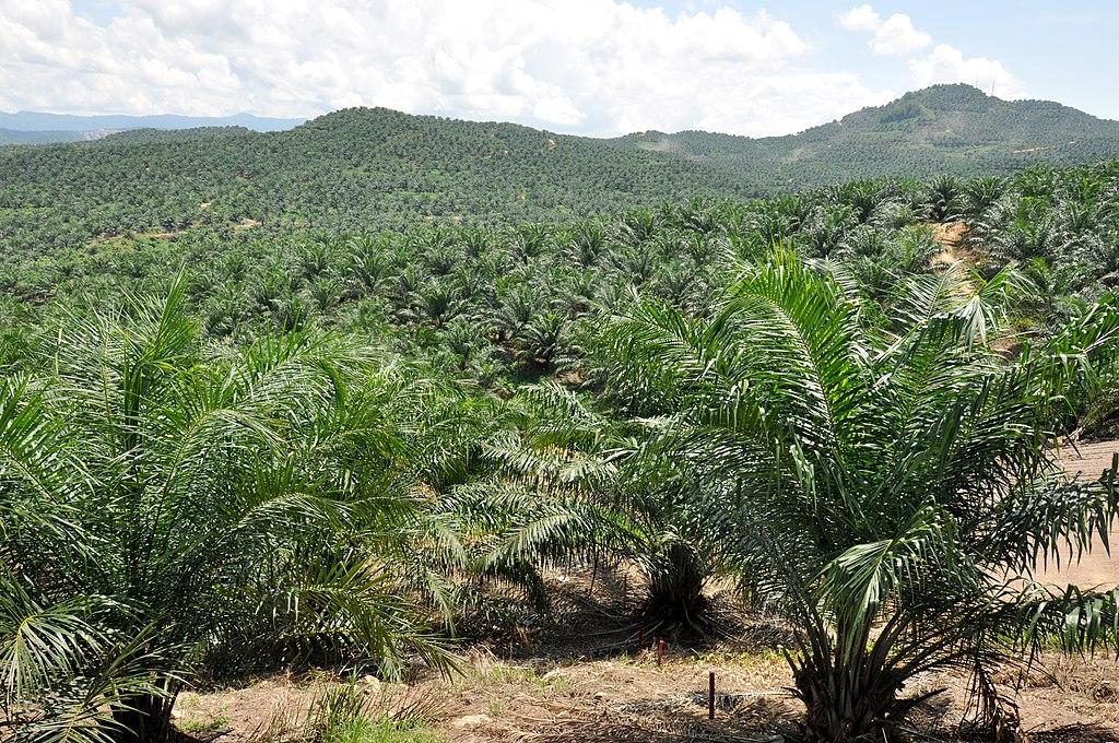 OilPalm_DSC_9183.JPG
