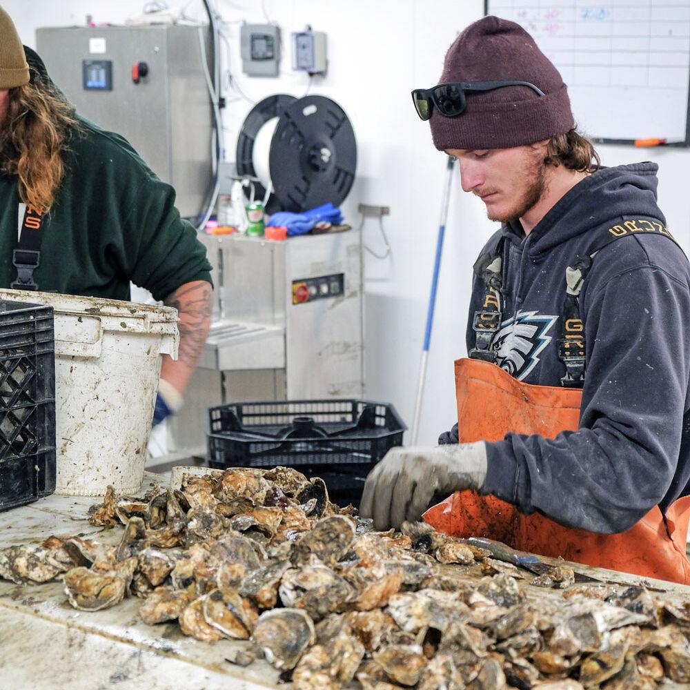 Mook Sea Farm Oysters