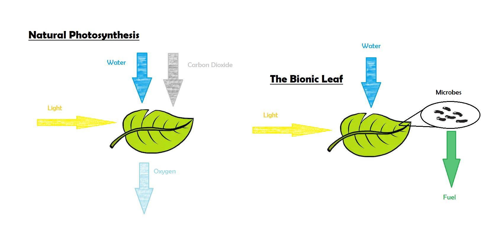 Natural_Photosynthesis_vs_the_Bionic_Leaf.jpeg