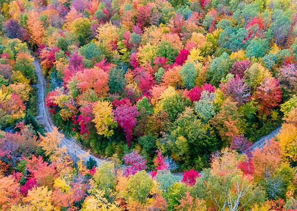 Solar-Powered Fall Festivities