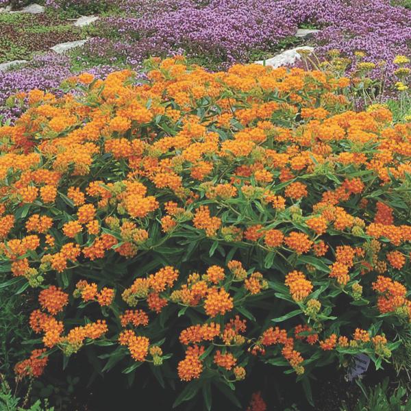 native plants van berk.jpg