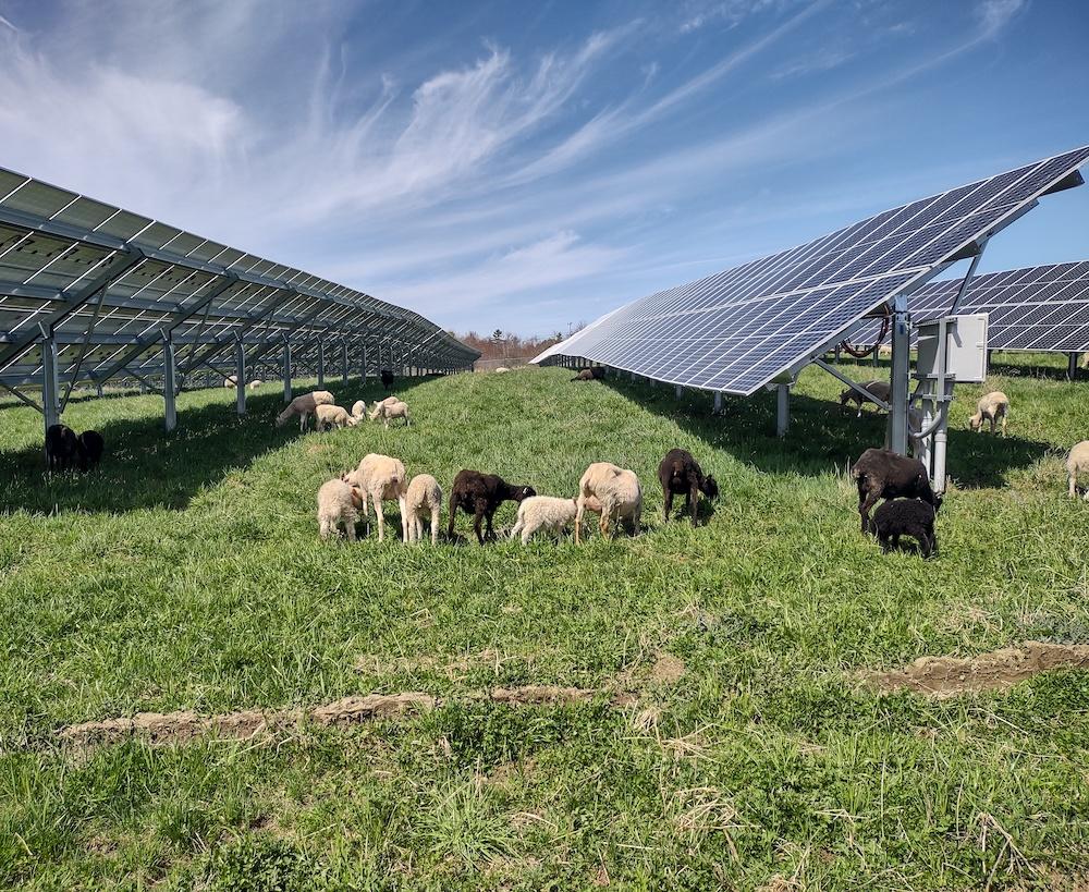 sheep-grazing-solar-farm.jpeg