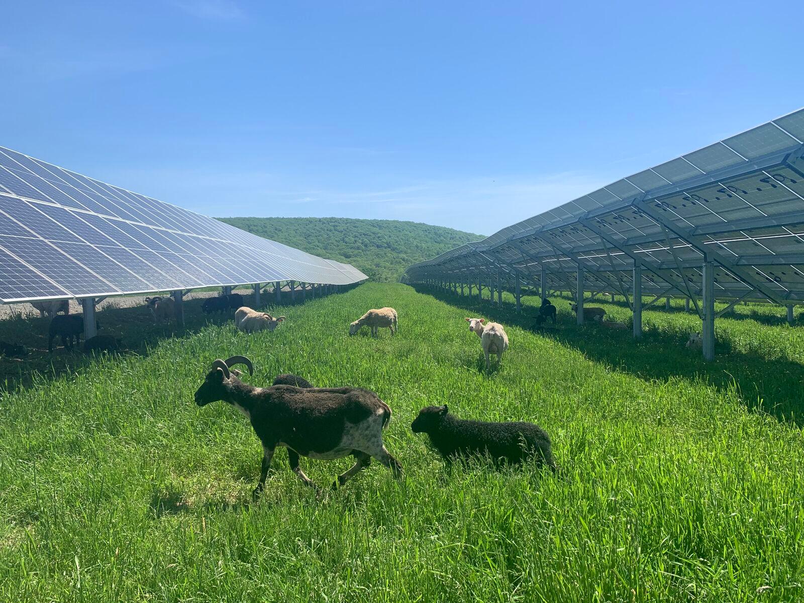 Sheep Join Forces with the Solar Industry