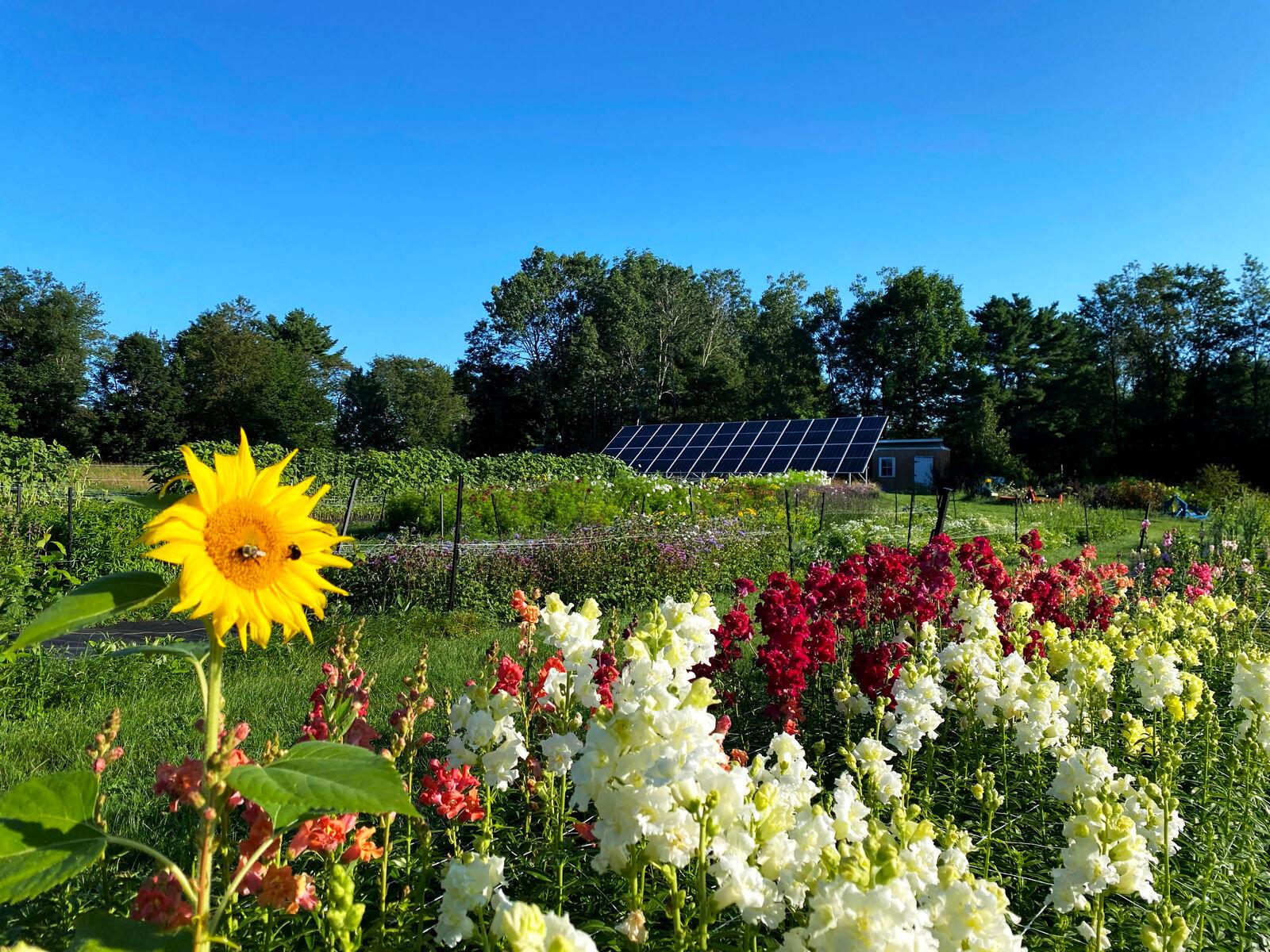 Lazy Acres flowers and ground mounted solar array in the background