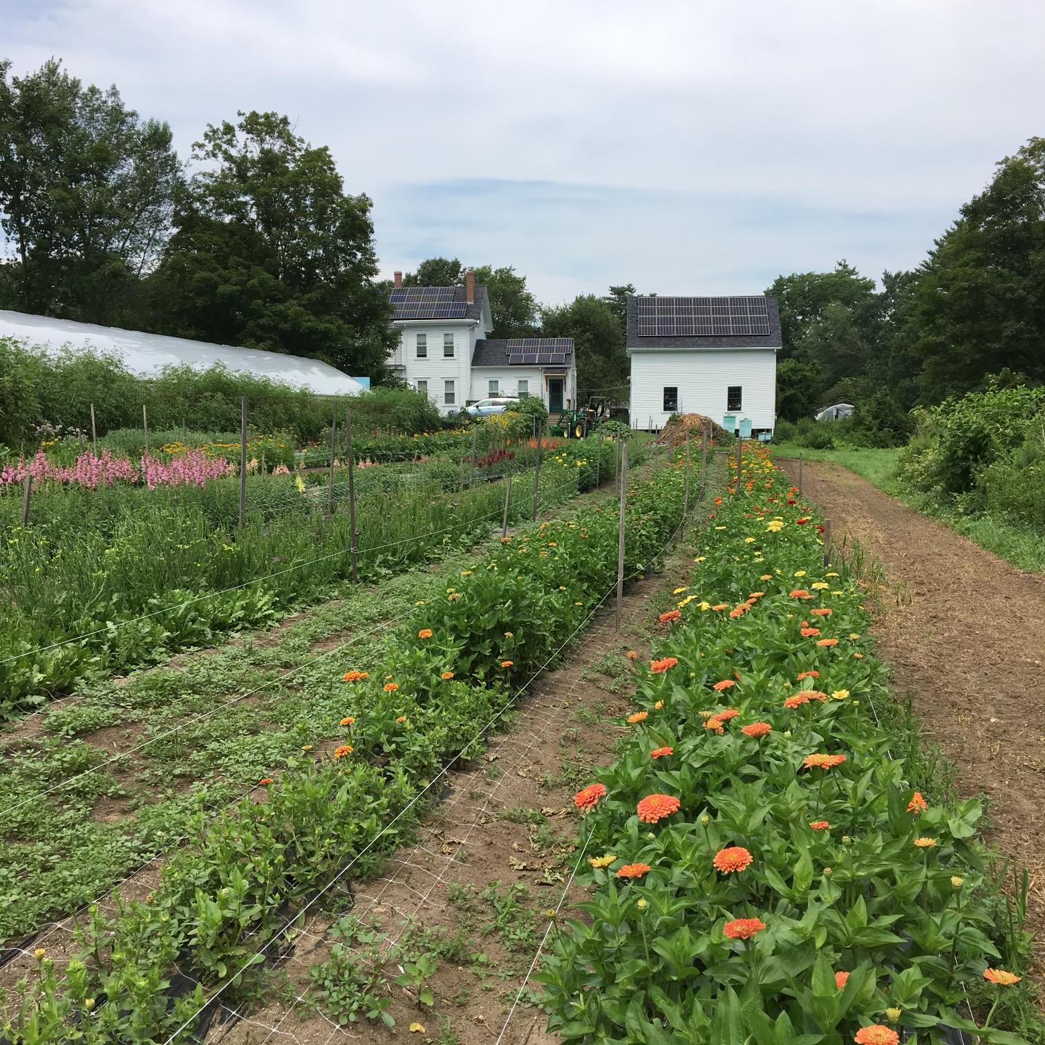 Brooke Finn Farm Solar.jpeg
